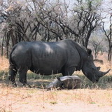 Matopos - Neushoorn en jong